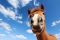 Funny close up of horse head in front of blue sky