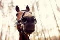 Funny close-up of horse muzzle