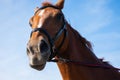 Funny close up photo of a beautiful brown chestnut mare horse face with a halter Royalty Free Stock Photo