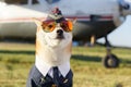 Funny photo of smiling Shiba Inu dog Royalty Free Stock Photo