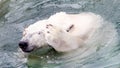 Funny close-up of a polarbear (icebear)