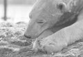 Funny close-up of a polarbear icebear Royalty Free Stock Photo