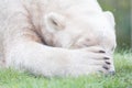 Funny close-up of a polarbear (icebear) Royalty Free Stock Photo