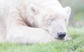 Funny close-up of a polarbear (icebear)