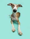 Funny close-up portrait brindle greyhound dog. Isolated on blue background