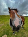 Funny close up portrait of brown horse in the mountain Royalty Free Stock Photo