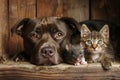 Funny close-up portrait of a dog, cat and rat. Royalty Free Stock Photo