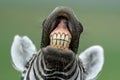 Funny close-up portrait of a plains zebra stallion performing a flehmen response