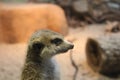 Close-up profile view of baby meerkat