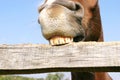 Funny close up of a purebred mare behind wooden corral fence Royalty Free Stock Photo