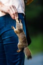 Funny Close-up of Woman Feeding a Red Squirrel