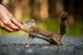 Funny Close-up of Woman Feeding a Red Squirrel on the ground