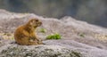 Funny closeup of a black tailed prairie dog sitting on its behind, common rodent specie from America Royalty Free Stock Photo