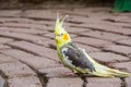 Funny closeup of a cockatiel, popular pet in aviculture, tropical bird specie from Australia