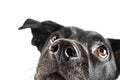 Funny closeup of a cute mutt waiting for a treat Royalty Free Stock Photo