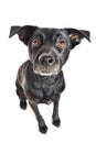 Funny closeup of a cute mutt waiting for a treat Royalty Free Stock Photo