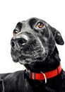 Funny closeup of a cute mutt waiting for a treat Royalty Free Stock Photo