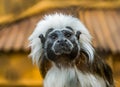 Funny closeup of the face of a cotton top tamarin, tropical critically endangered monkey from colombia Royalty Free Stock Photo