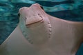 Funny closeup of the face of a cownose ray, tropical eagle ray specie from the caribbean sea