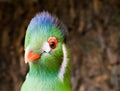 Funny closeup of the face of a white cheeked turaco, a elegant and funny looking bird from africa