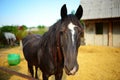 Funny closeup of a horse looking at the camera Royalty Free Stock Photo