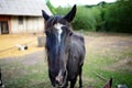 Funny closeup of a horse looking at the camera Royalty Free Stock Photo