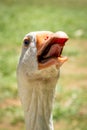 Funny closeup image of the head of a giggling and gaggling white goose showing its tongue Royalty Free Stock Photo