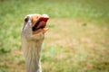 Funny closeup image of the head of a giggling and gaggling white goose showing its tongue Royalty Free Stock Photo