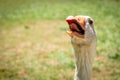 Funny closeup image of the head of a giggling and gaggling white goose showing its tongue Royalty Free Stock Photo