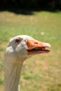 Funny closeup image of the head of a giggling and gaggling white goose showing its tongue Royalty Free Stock Photo