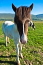 Funny closeup of islandic horse at meadow on a sunny summer day