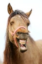 Funny closeup portrait of morgan mare head and nose Royalty Free Stock Photo