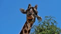 Funny closeup view of a chewing angolan giraffe with top of a tree in Etosha National Park.