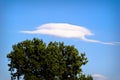 Funny cloud over tree Royalty Free Stock Photo