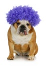 Funny clown dog