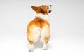 Funny clumsy Welsh corgi Pembroke or cardigan puppy stands and looks up on white background, view from the back. Furry