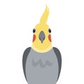 Cute cockatiel parrot front view icon vector Royalty Free Stock Photo
