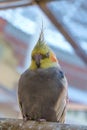 Funny Cockatiel parrot sleeping on the timber, vertical