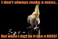 Funny Cockatiel Quote, cute parrot meme, eating small hearts, parrot eating heart shaped food Royalty Free Stock Photo