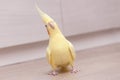 Funny cockatiel yellow parrot on the floor at home