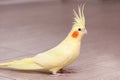 Funny cockatiel yellow parrot on the floor at home