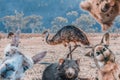 Funny collage of animals living in Australia.