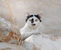 Black-white cat portrait with unique fur markings watching nosily