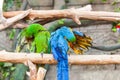 Funny colored large macaws pair Parrots Ara