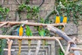 Funny colored large macaws pair Parrots Ara