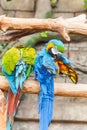 Funny colored large macaws pair Parrots Ara