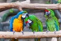 Funny colored large macaws pair Parrots Ara