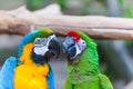 Funny colored large macaws pair Parrots Ara