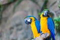 Funny colored large macaws pair Parrots Ara Royalty Free Stock Photo