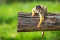 A funny common squirrel monkey playing on a piece of wood Royalty Free Stock Photo